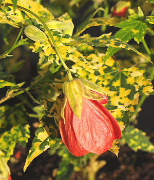 ABUTILON 'CANNINGTON CAROL'