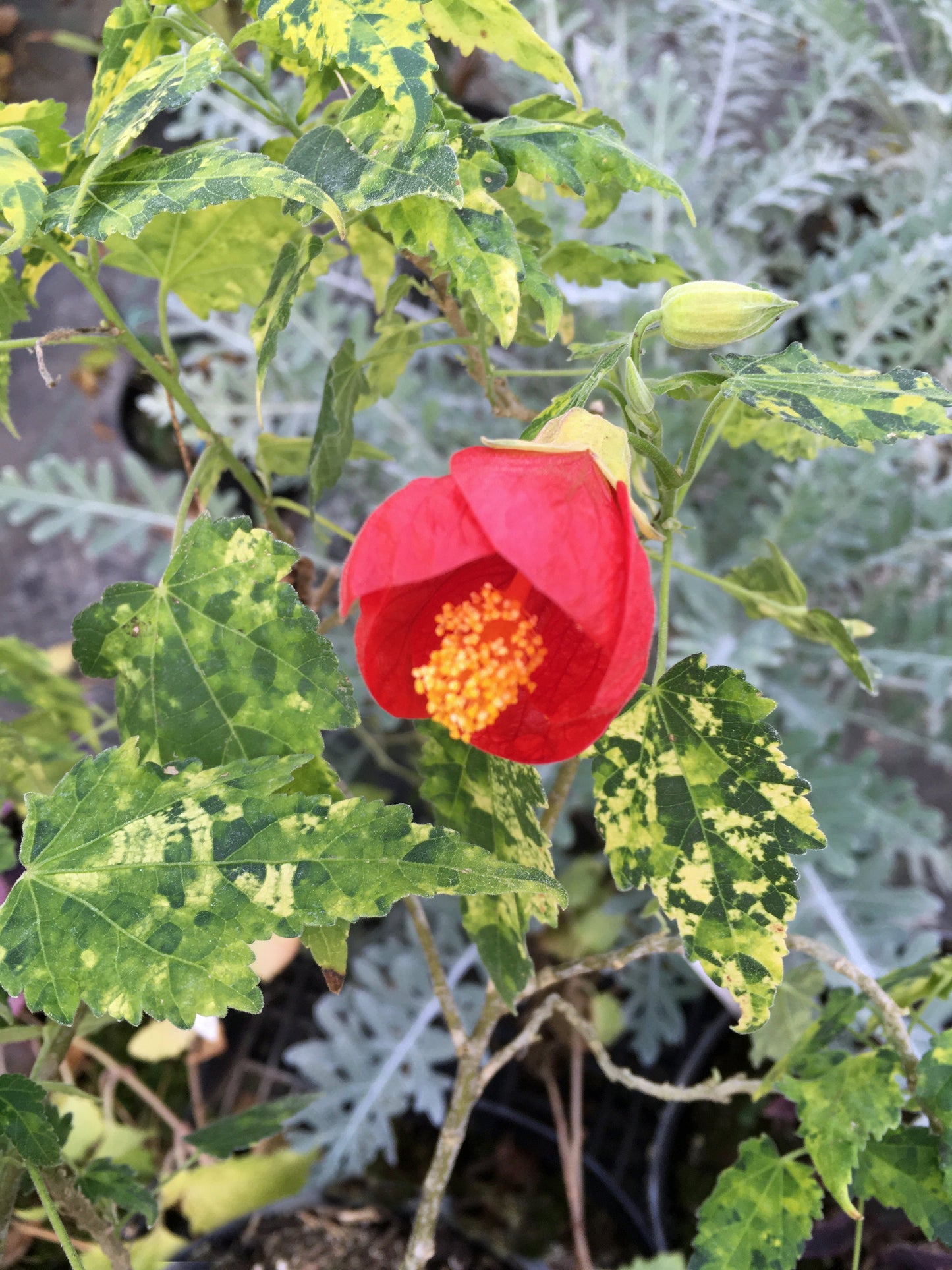 ABUTILON 'CANNINGTON PETER'