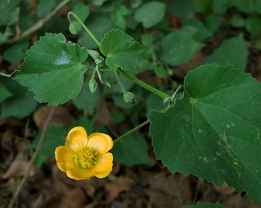 ABUTILON INDICUM