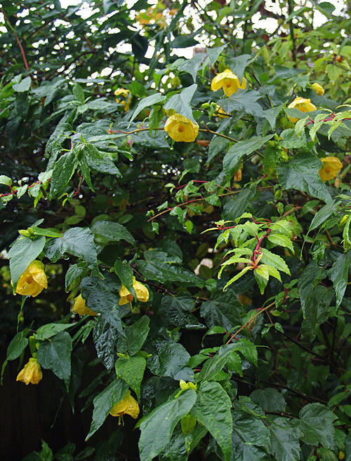 ABUTILON 'JOHN THOMPSON'