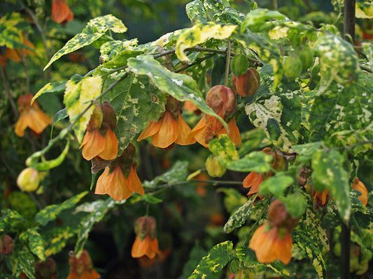 ABUTILON x MILLERI 'VARIEGATUM'