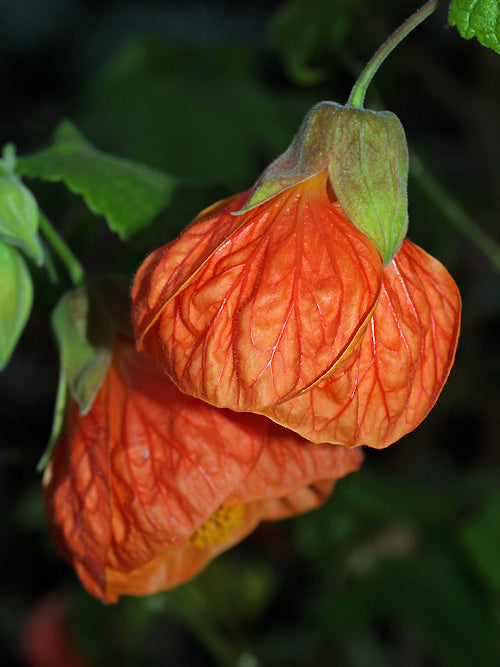 ABUTILON 'MARION'