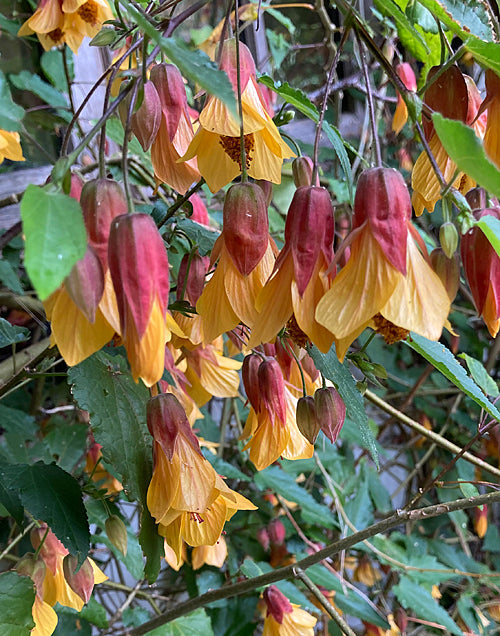 ABUTILON x MILLERI