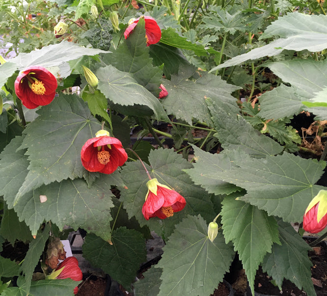 ABUTILON 'NABOB'