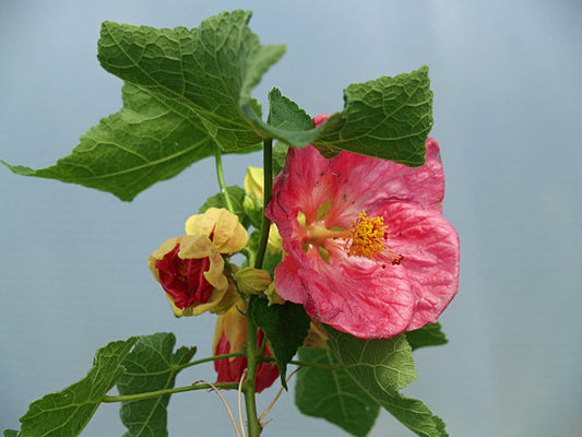 ABUTILON 'ROSE MADDER'