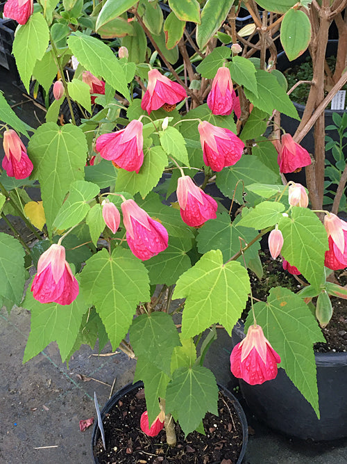 ABUTILON 'RED TRUMPETS'