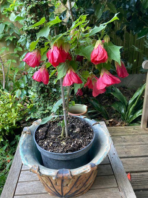 ABUTILON ''RUBY WONDER'