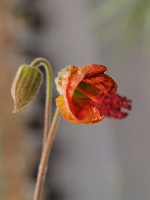 ABUTILON TRIDENS