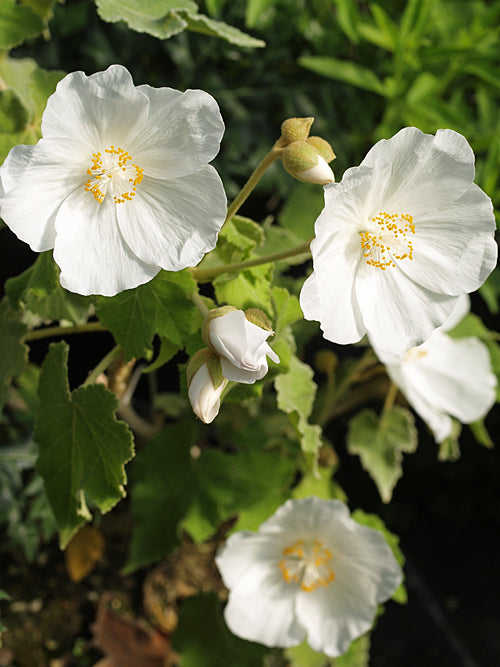 ABUTILON VITIFOLIUM 'TENNANT'S WHITE'