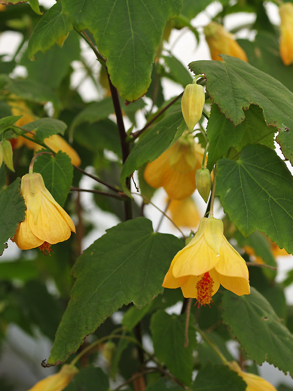 ABUTILON 'WALTZ'