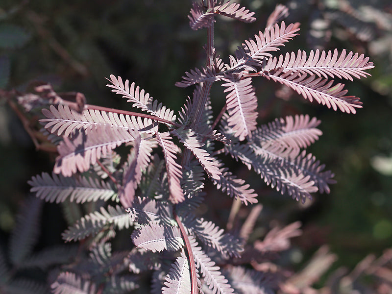 ACACIA BAILEYANA 'PURPUREA'