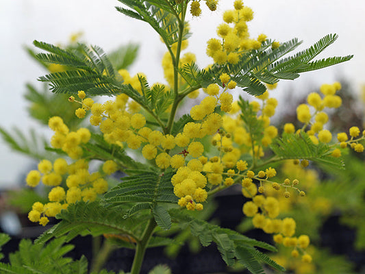 ACACIA DEALBATA 'GAULOIS ASTIER'