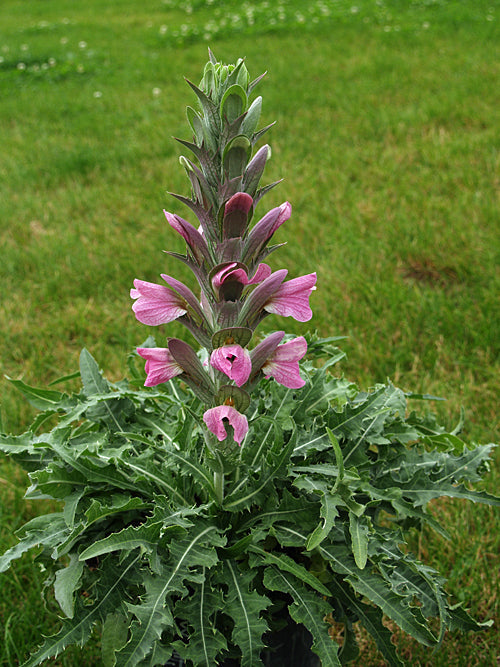 ACANTHUS DIOSCORIDIS var.PERRINGII clone 2