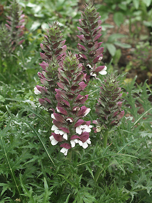 ACANTHUS SPINOSUS FERGUSONS' FORM