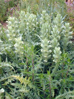 ACANTHUS HIRSUTUS