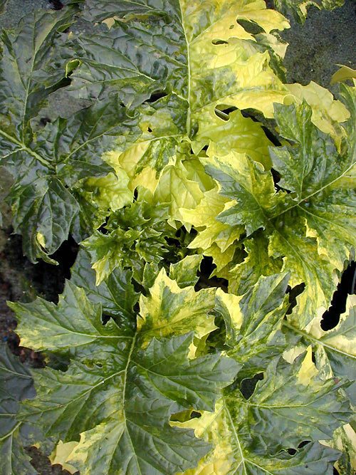 ACANTHUS MOLLIS 'PRIDE OF MORVAN'