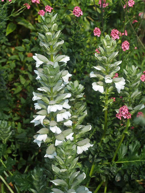 ACANTHUS MOLLIS LATIFOLIUS GROUP 'RUE LEDAN'