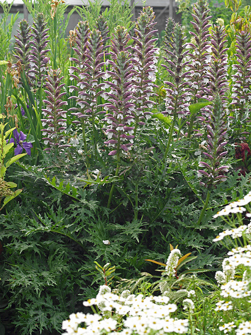 ACANTHUS SPINOSUS