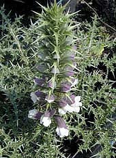 ACANTHUS SPINOSISSIMUS