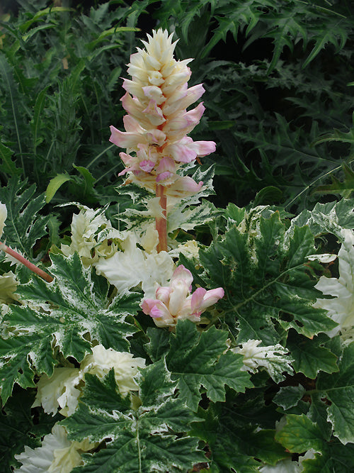 ACANTHUS 'WHITEWATER'