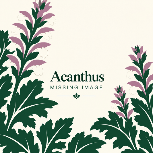 ACANTHUS 'SNOW STORM'