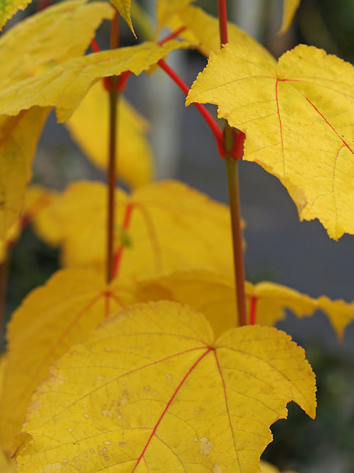 ACER x CONSPICUUM 'PHOENIX'