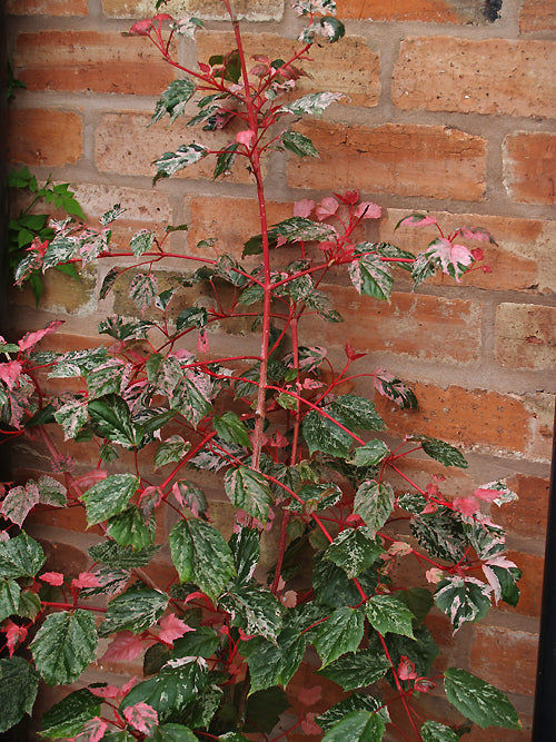 ACER x CONSPICUUM 'RED FLAMINGO'