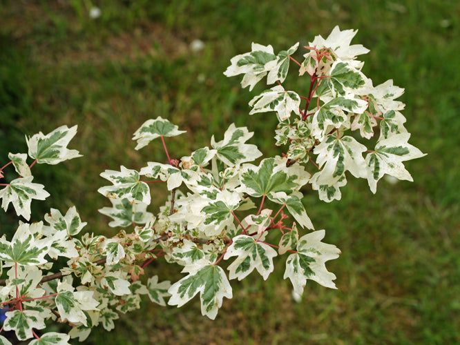 ACER CAMPESTRE 'CARNIVAL'