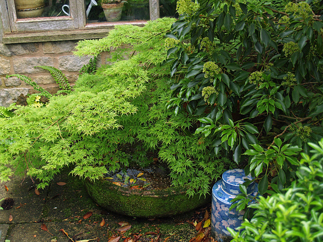 ACER PALMATUM 'SEIRYU'