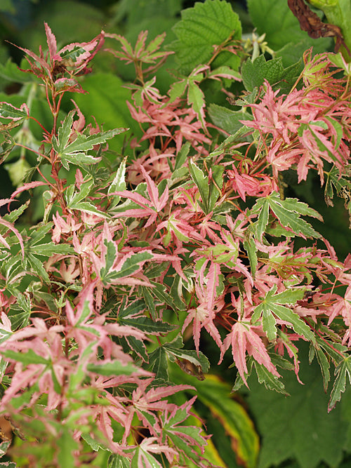 ACER PALMATUM 'TAYLOR'