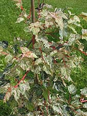 ACER x CONSPICUUM 'SILVER CARDINAL'