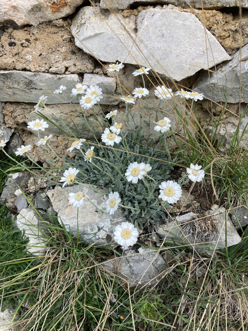 ACHILLEA AGERATIFOLIA