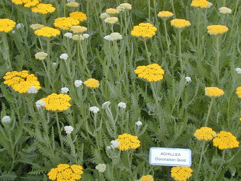 ACHILLEA 'CORONATION GOLD'