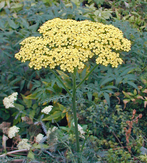 ACHILLEA 'CREDO'