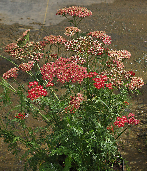 ACHILLEA 'EMILY MAY'