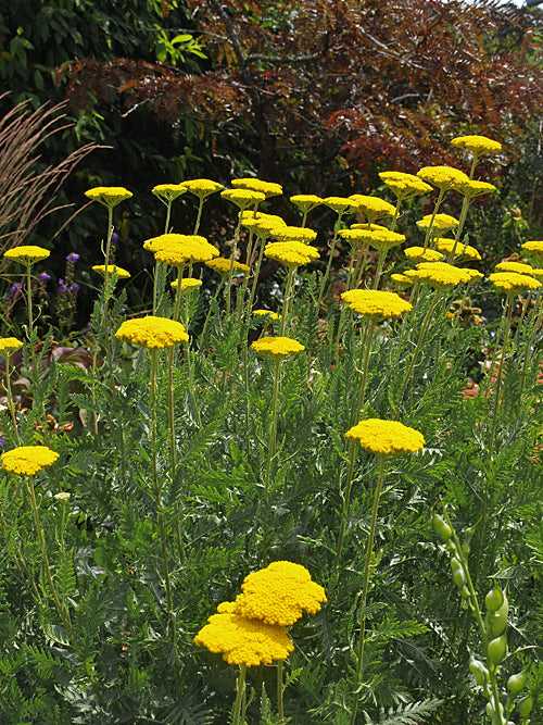 ACHILLEA FILIPENDULINA 'GOLD PLATE'