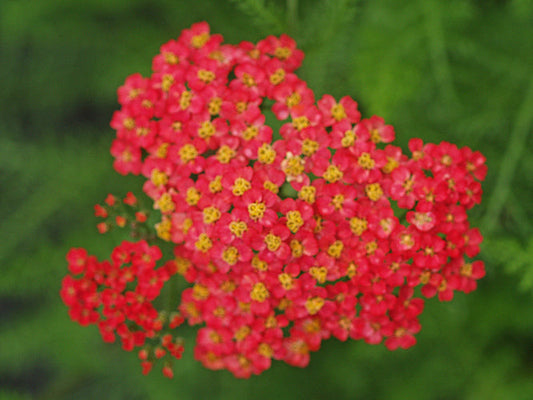 ACHILLEA 'FANAL'