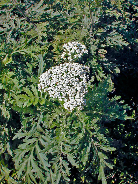 ACHILLEA GRANDIFOLIA