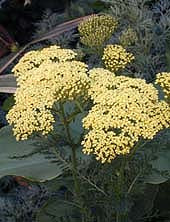 ACHILLEA 'HELLA GLASHOFF'