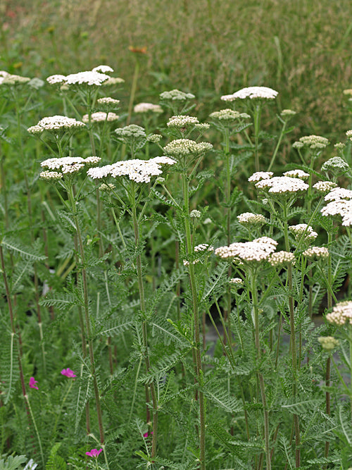 ACHILLEA 'HEINRICH VOGELER'