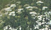 ACHILLEA LIGUSTICA