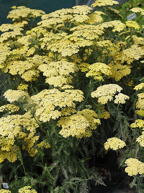 ACHILLEA 'LUCKY BREAK'