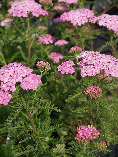 ACHILLEA MILLEFOLIUM 'WONDERFUL WAMPEE'