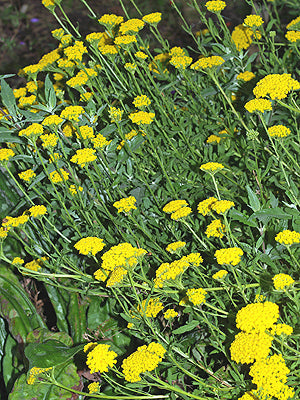 ACHILLEA 'MOONWALKER'