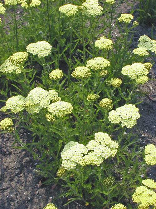 ACHILLEA 'MARIE ANN'