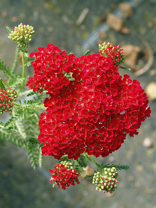 ACHILLEA 'POMEGRANATE'