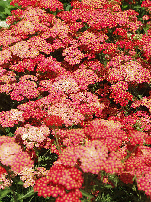 ACHILLEA PAPRIKA