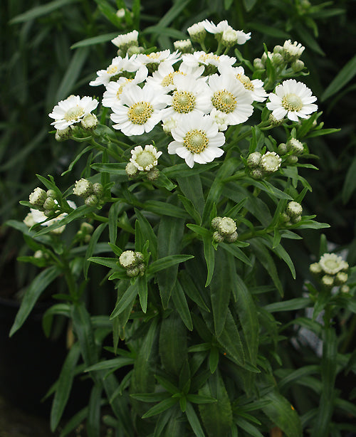 ACHILLEA PTARMICA 'NANA COMPACTA'