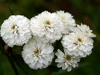 ACHILLEA PTARMICA 'THE PEARL' RHS designated