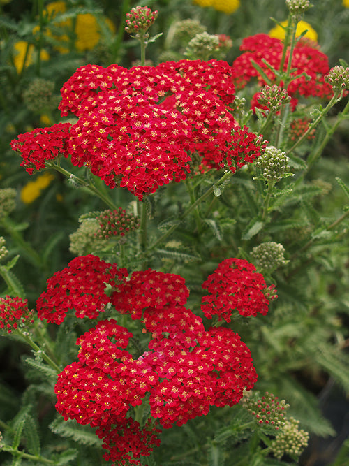 ACHILLEA 'RED VELVET'